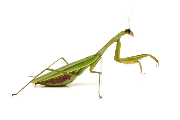 arthropod