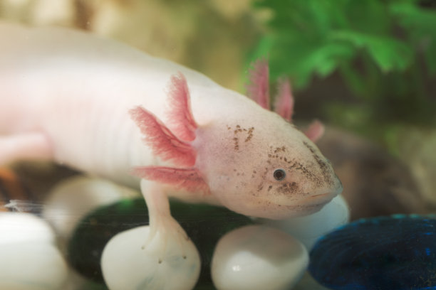 gills