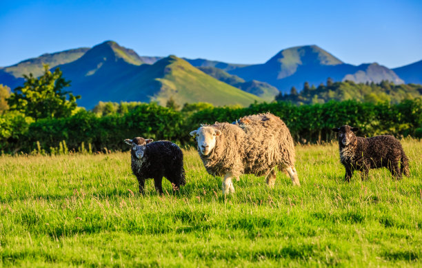 sheep