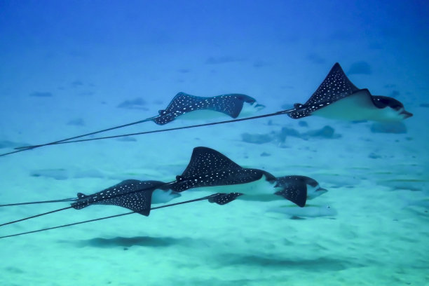 stingray
