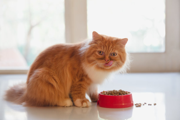 eat