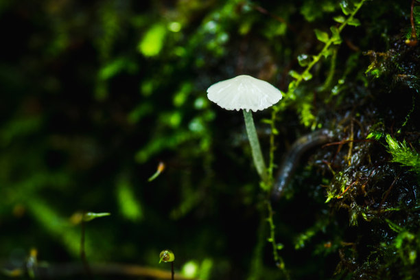 雨伞小蘑菇