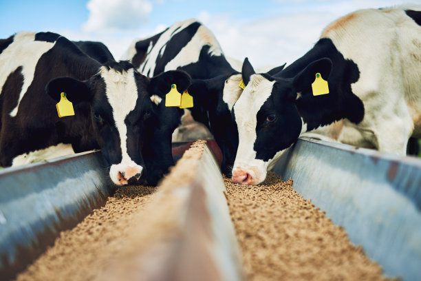 cow
