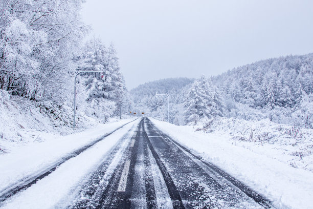 冰雪白桦树