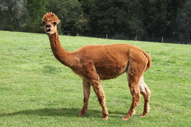 alpaca