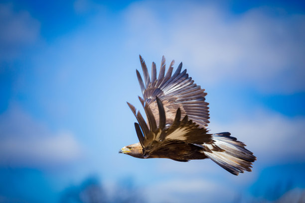 鹰