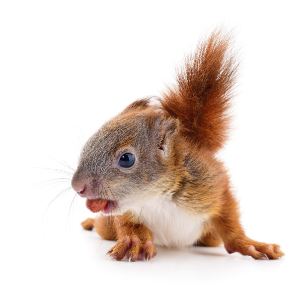 squirrel