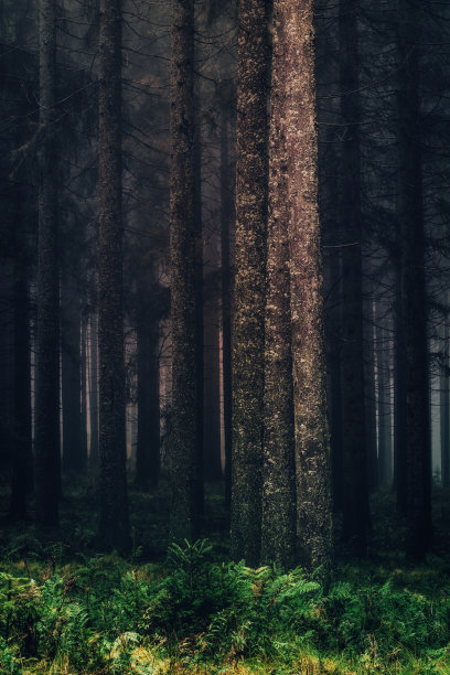 昏暗的树林