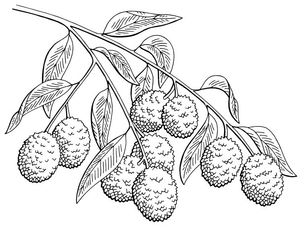 荔枝插画
