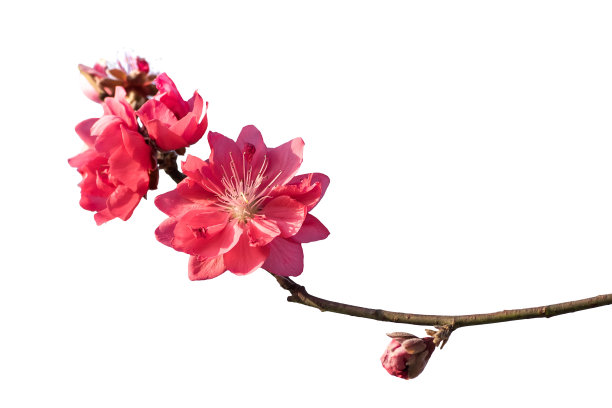buds