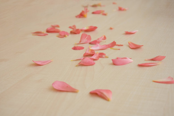 散落的花瓣浪漫红玫瑰