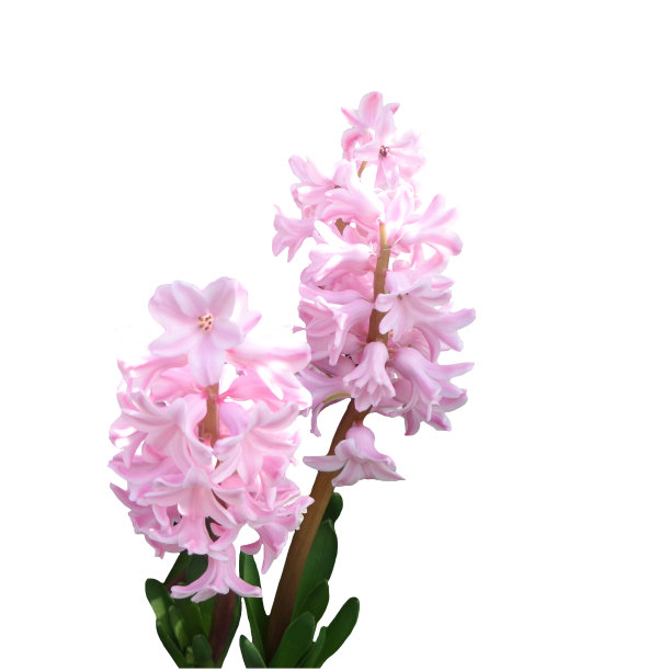 hyacinth