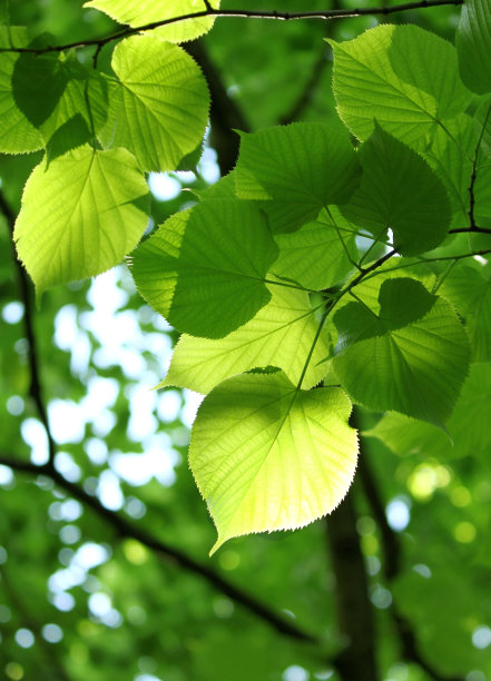 linden