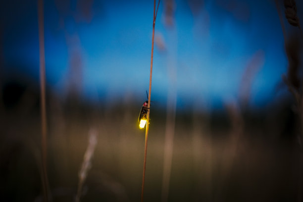 entomology