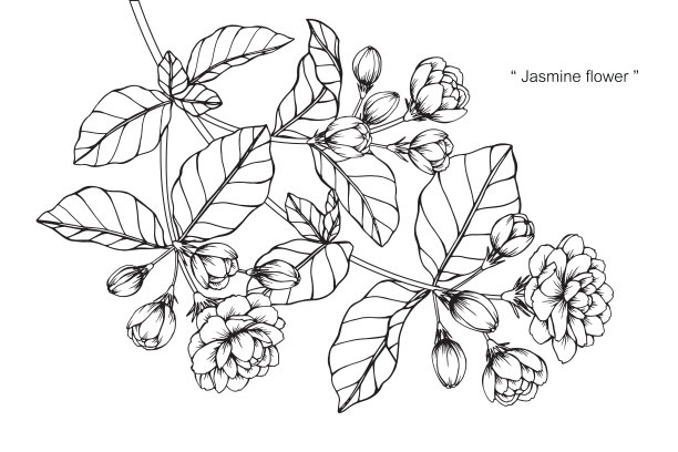 jasmine