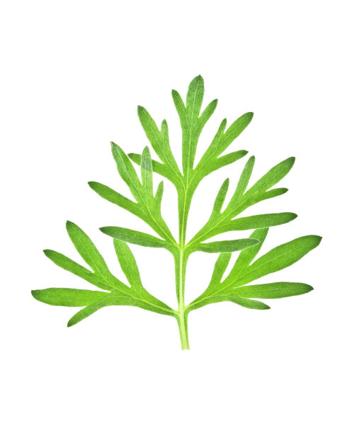mugwort