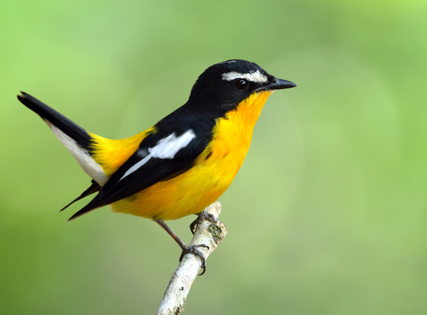 avian