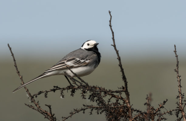 wagtail
