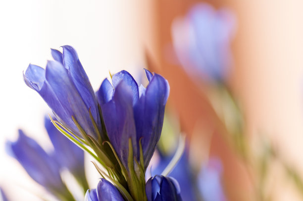 gentian