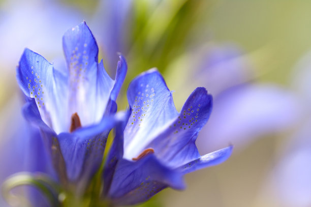 gentian