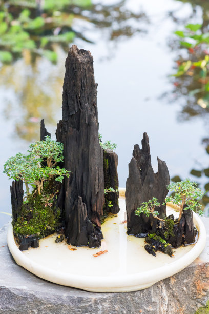 bonsai