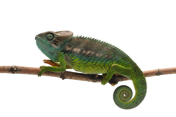 chamaeleon