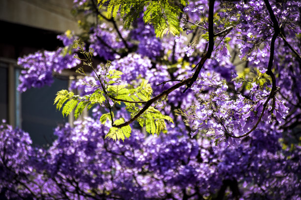 蓝花楹