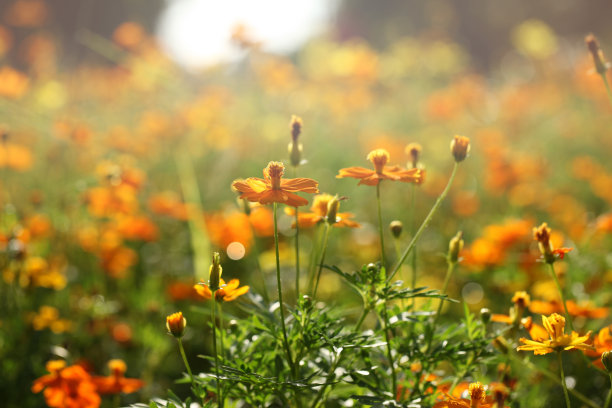 flowering