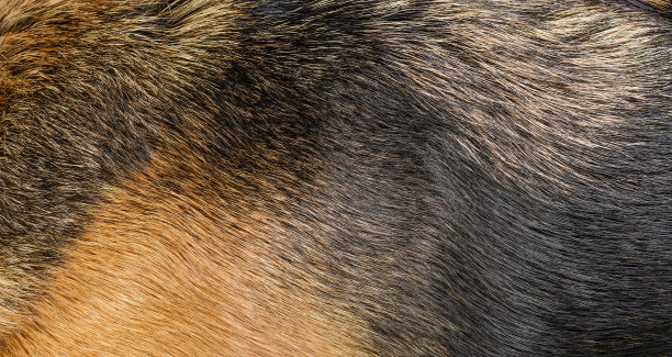 hairs