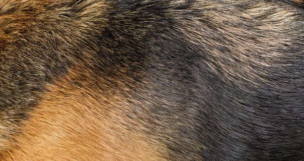 动物毛发底纹