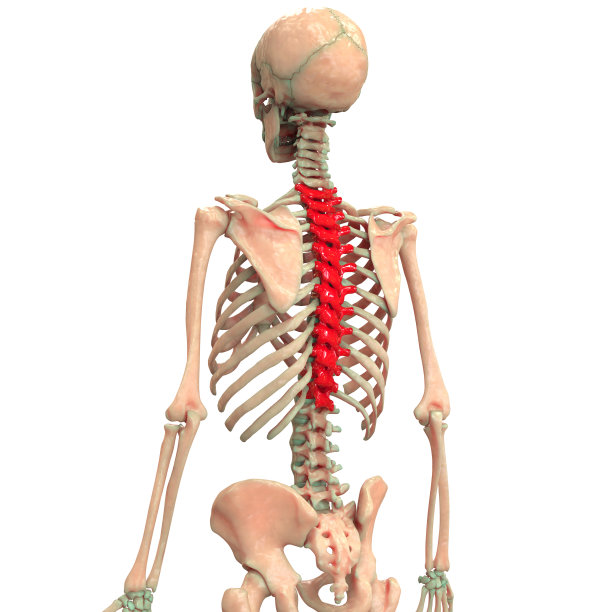 tibia