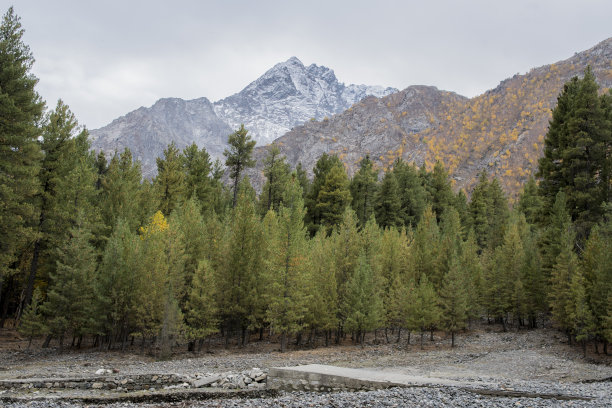 spruce