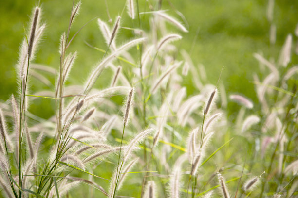 pampas