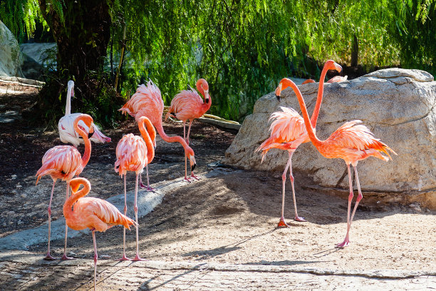 zoo