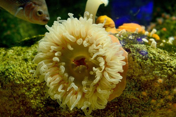 anemonefish