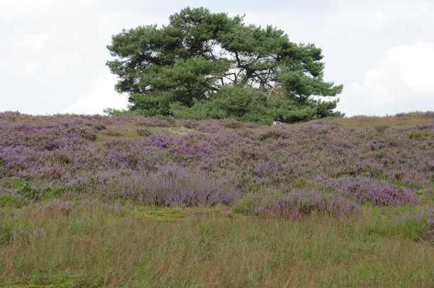 heath