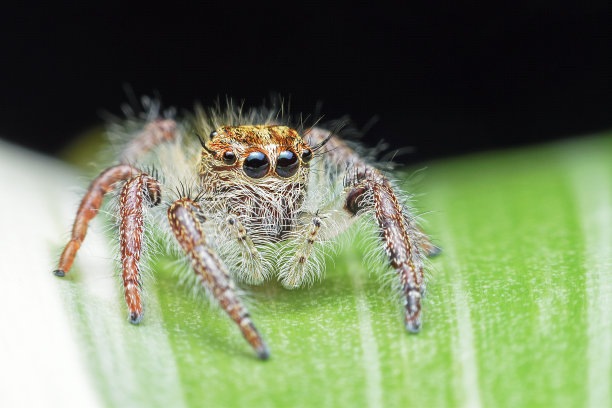 araneae