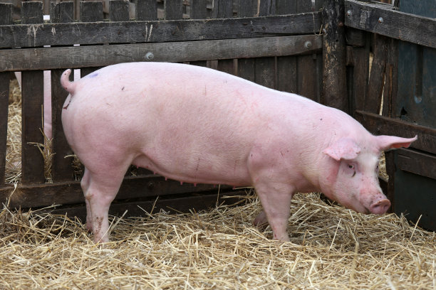 pig
