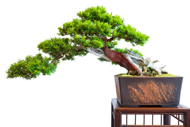 bonsai