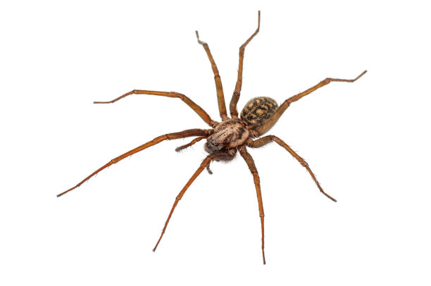 araneae
