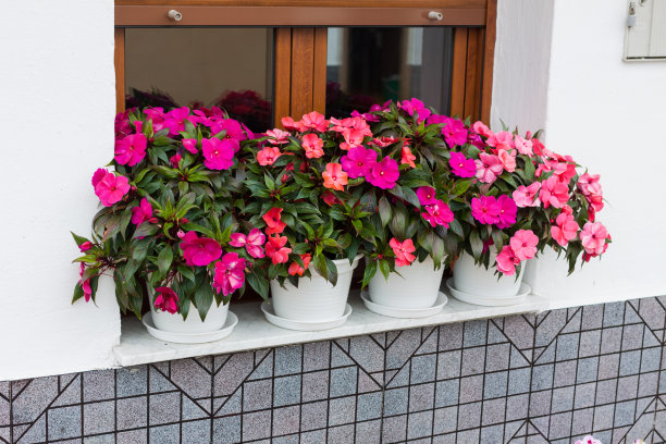 impatiens