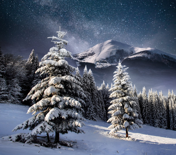 spruce