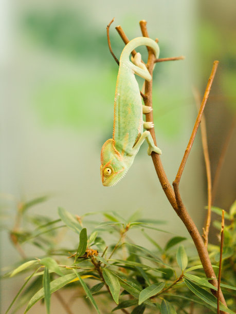 chamaeleon