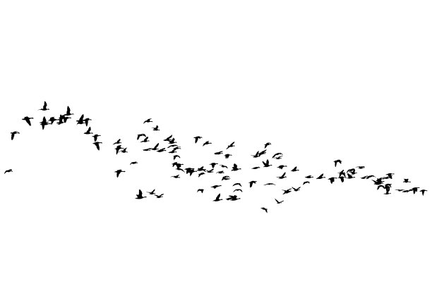飞翔的鸟群