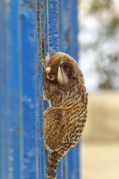 marmoset