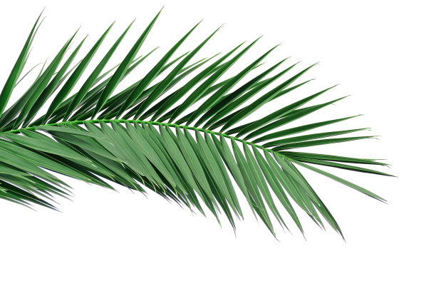 foliage