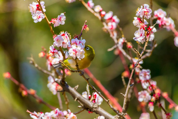 四季花图片大全 四季花设计素材 四季花模板下载 四季花图库 昵图网soso Nipic Com