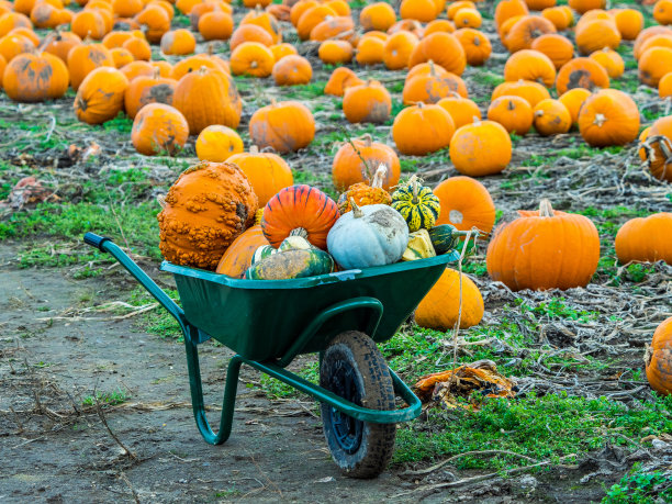wheelbarrow