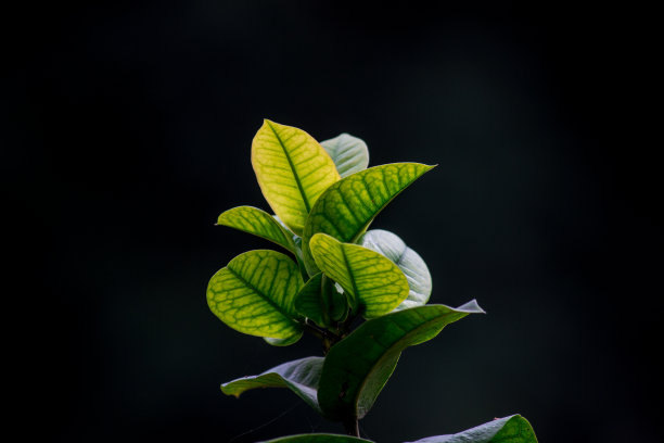 绿茶特写