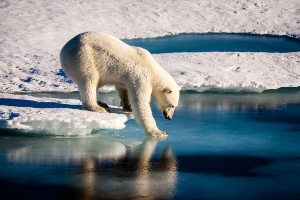 wildlife